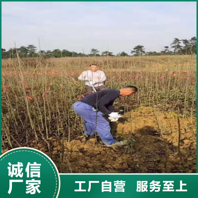 碧根果【瑪瑙紅石榴苗】按需定制