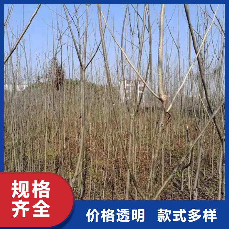 碧根果【蘋果苗】聯系廠家