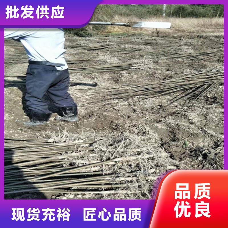 碧根果【苹果苗】联系厂家