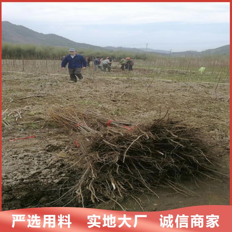 碧根果石榴苗量大更優惠