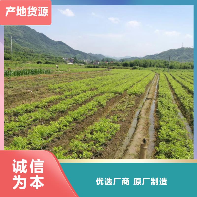 碧根果石榴樹多種場景適用