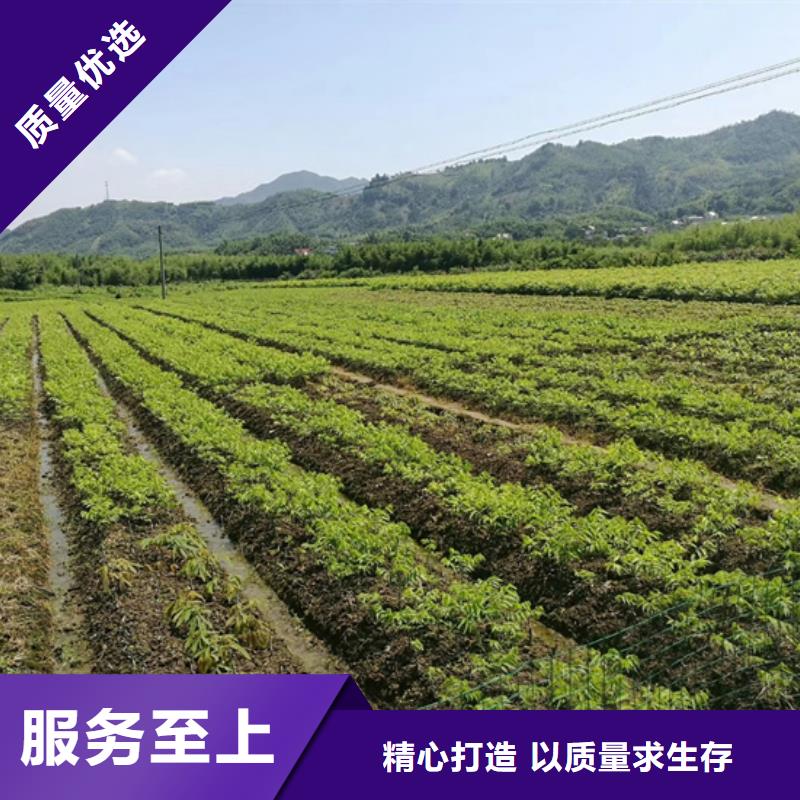 碧根果_桃樹苗來圖加工定制