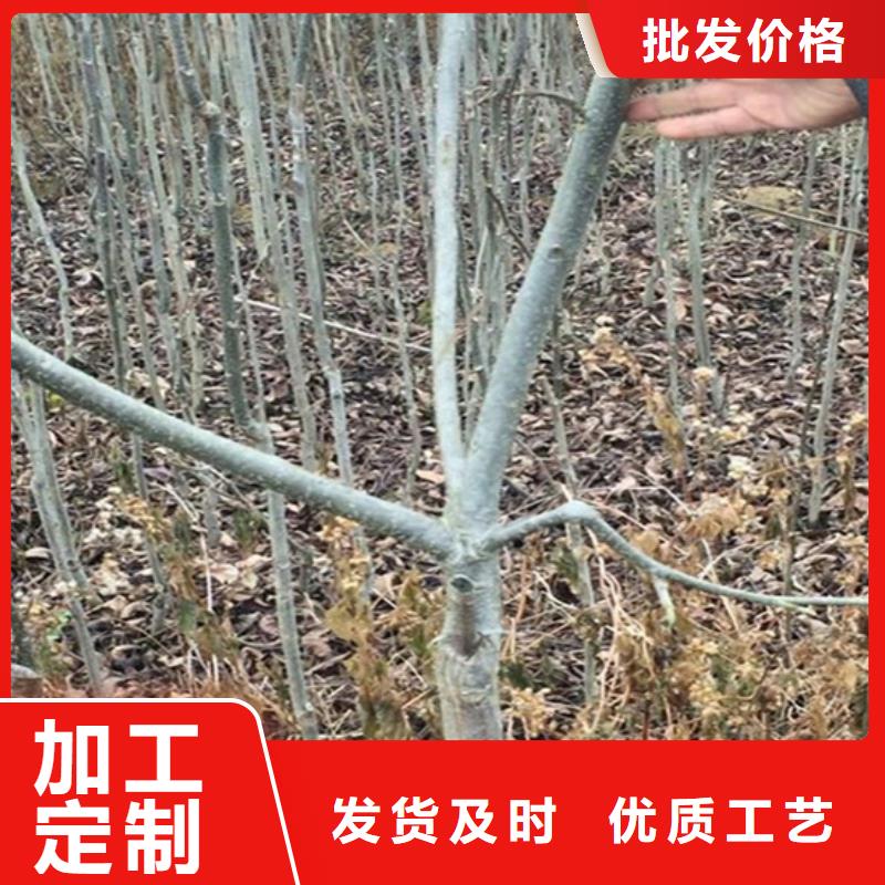 碧根果_桃樹苗來圖加工定制