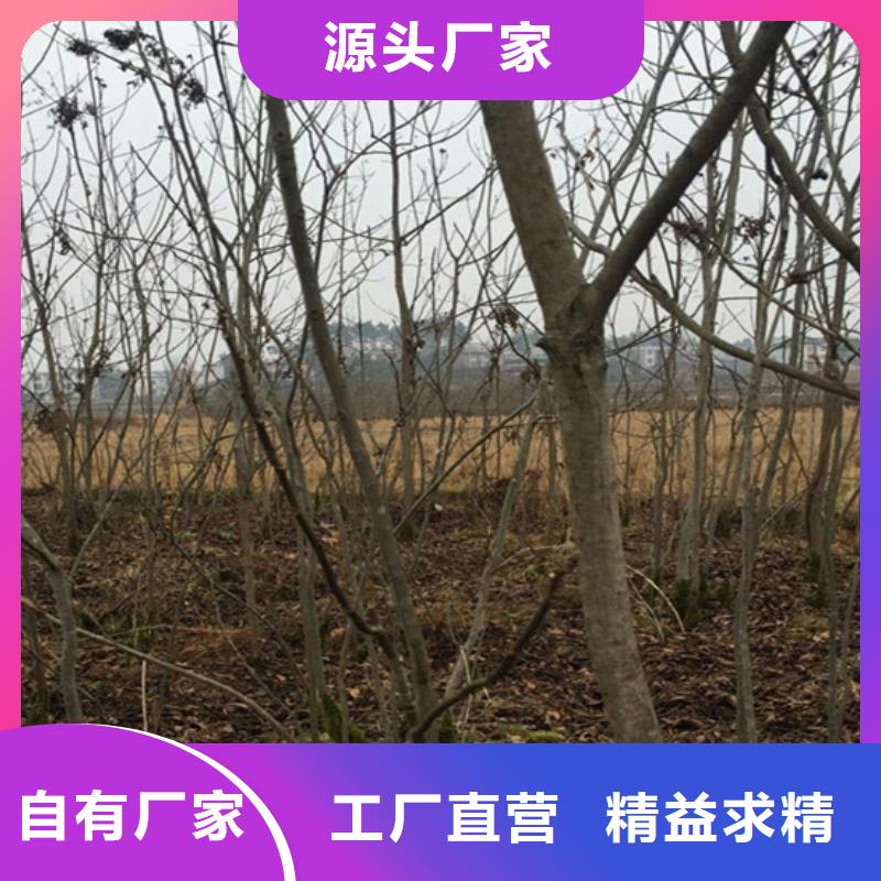 碧根果-櫻桃苗訂購