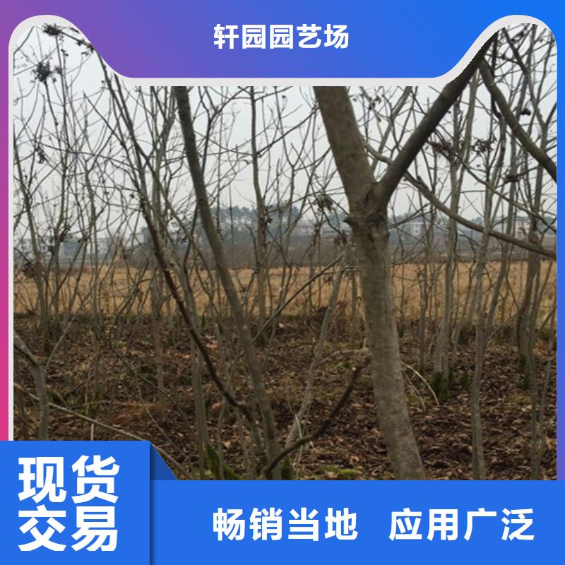 碧根果-【石榴樹】銷售的是誠信