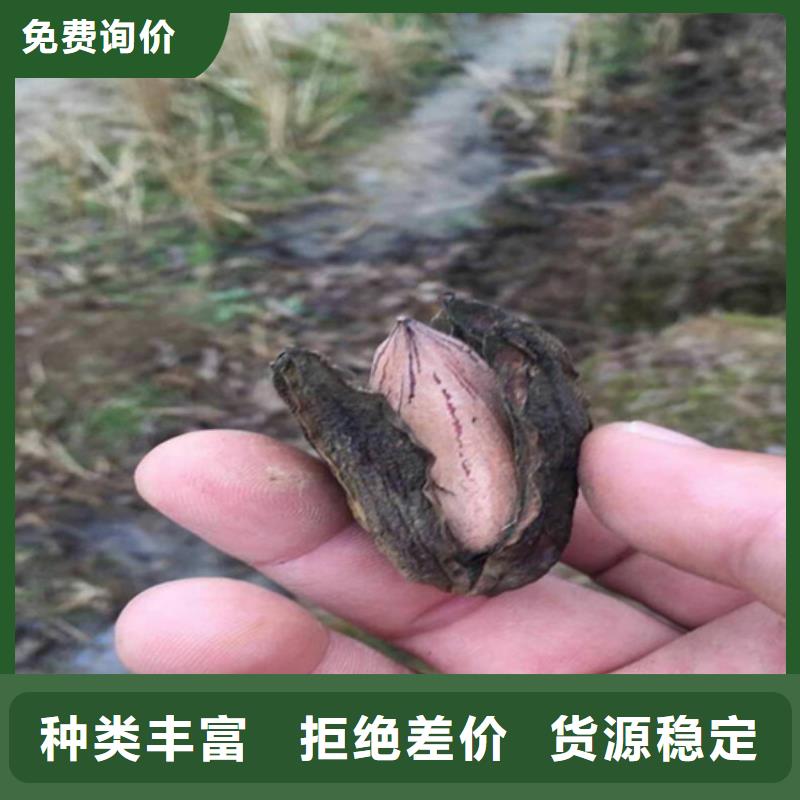 碧根果櫻桃苗信譽(yù)至上