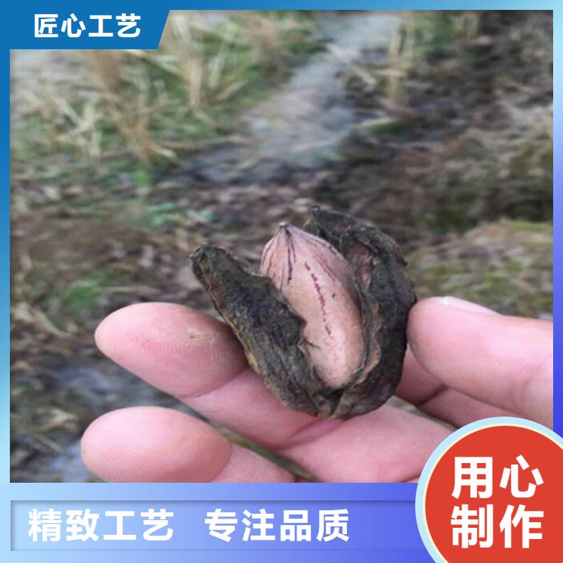 【碧根果櫻桃苗就近發貨】