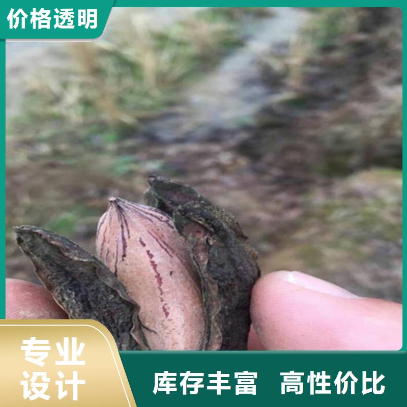 碧根果嘎啦蘋果同行低價