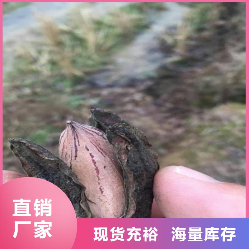 碧根果【北美冬青】實體廠家大量現貨