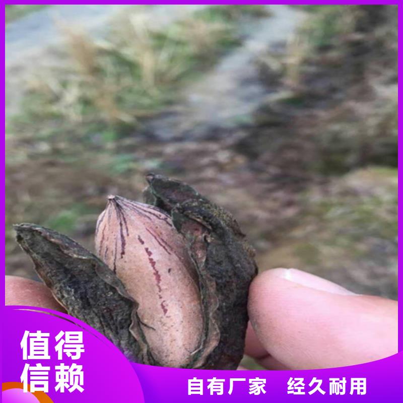 碧根果_桃樹苗來圖加工定制