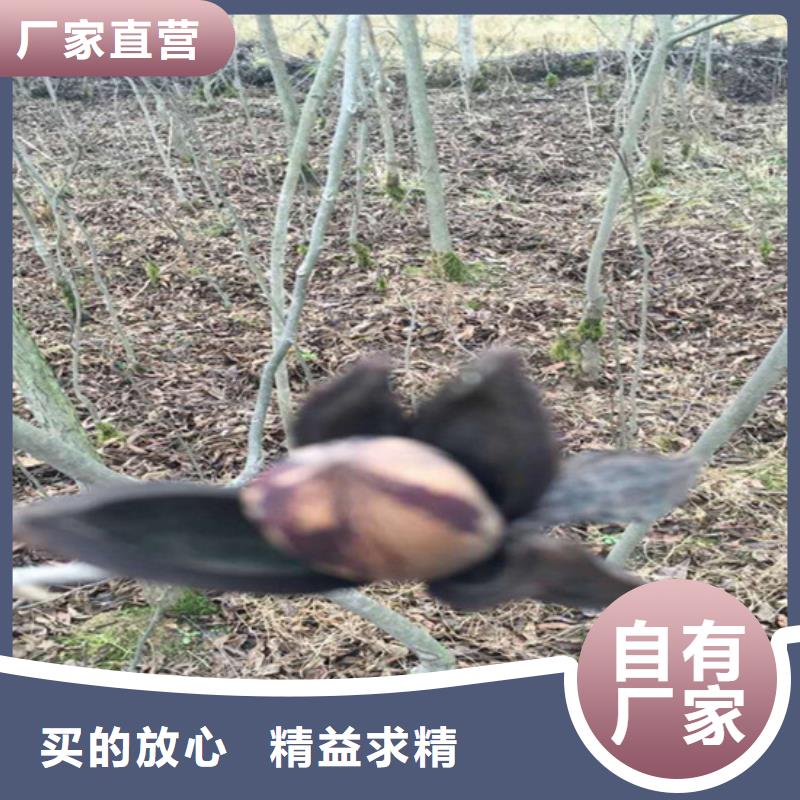 碧根果櫻桃苗信譽至上