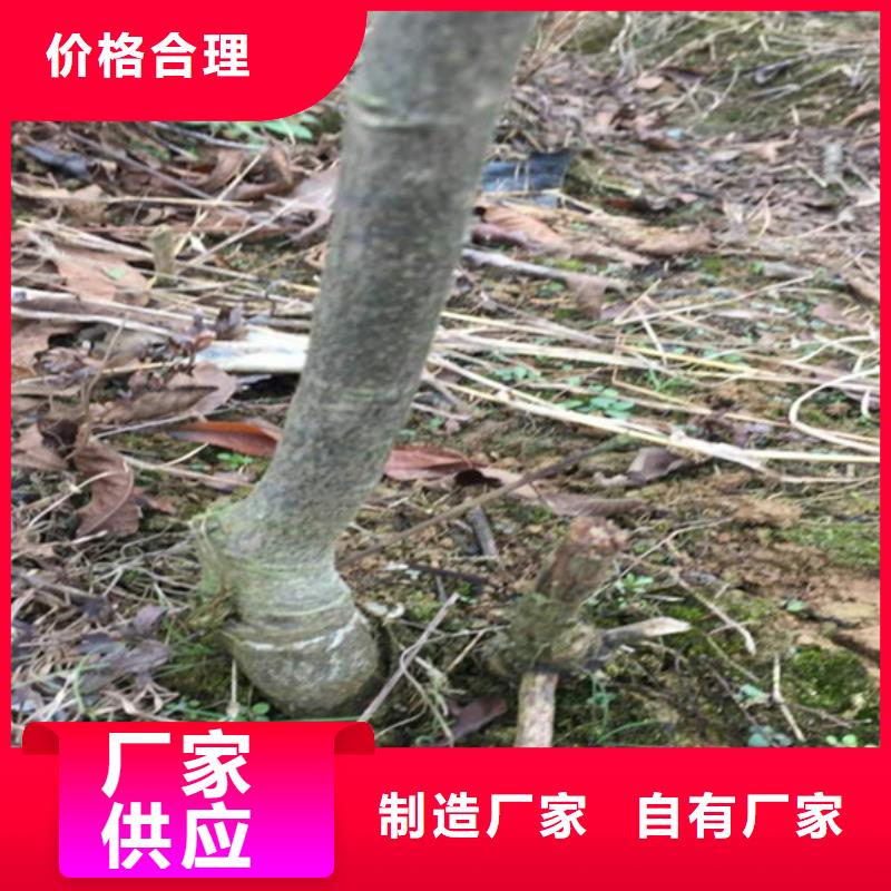 【碧根果藍莓苗質量安全可靠】