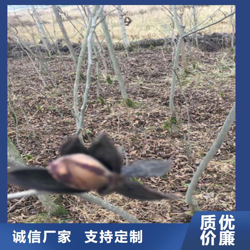 【碧根果】红颜草莓价格实在