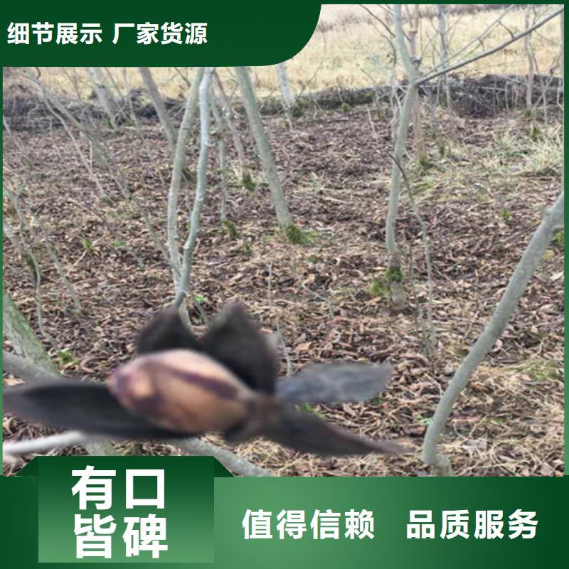 碧根果櫻桃苗信譽至上