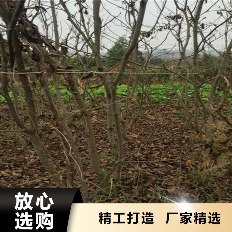 碧根果_桃樹苗來圖加工定制