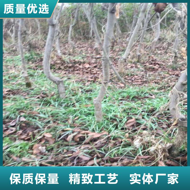 碧根果-無花果苗專業完善售后