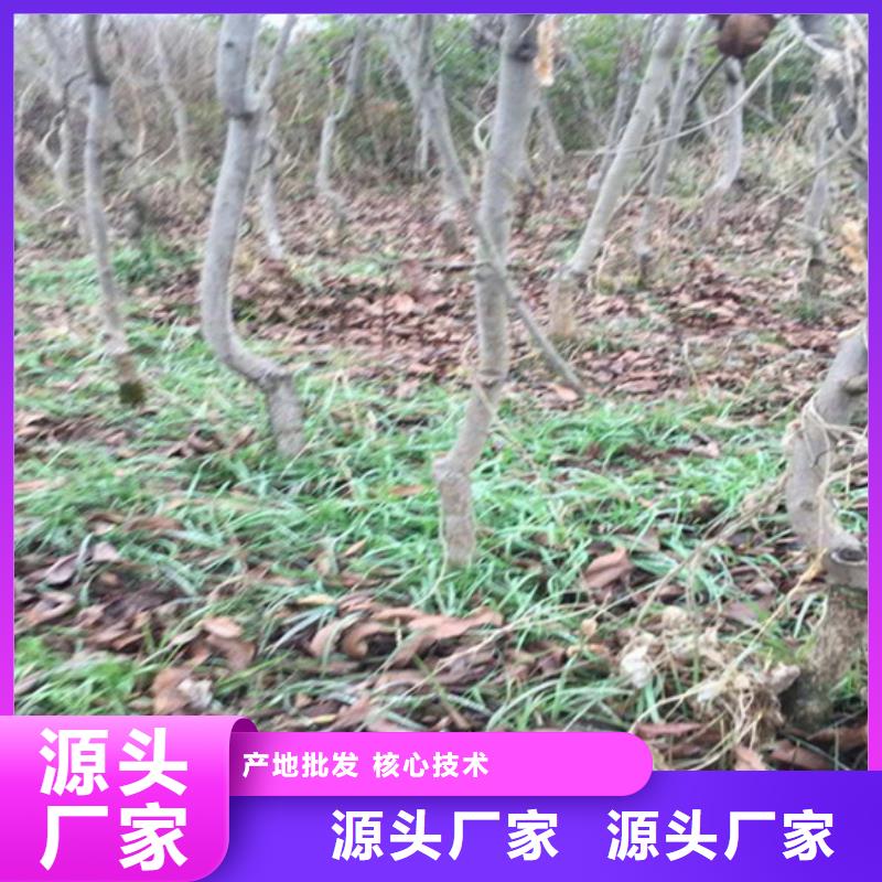 碧根果樱桃苗适用场景