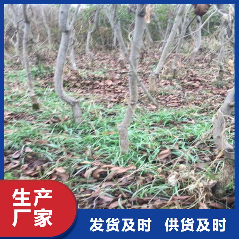 碧根果桃樹苗廠家實力大