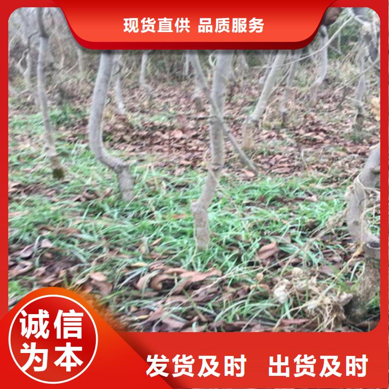 碧根果櫻桃苗信譽(yù)至上