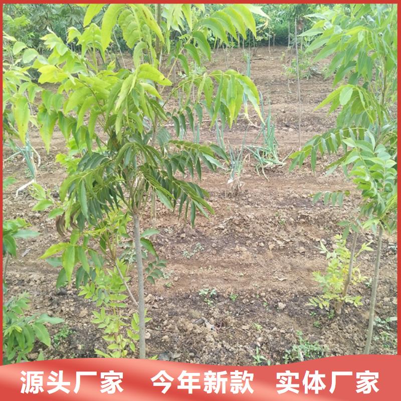 碧根果櫻桃苗適用場景