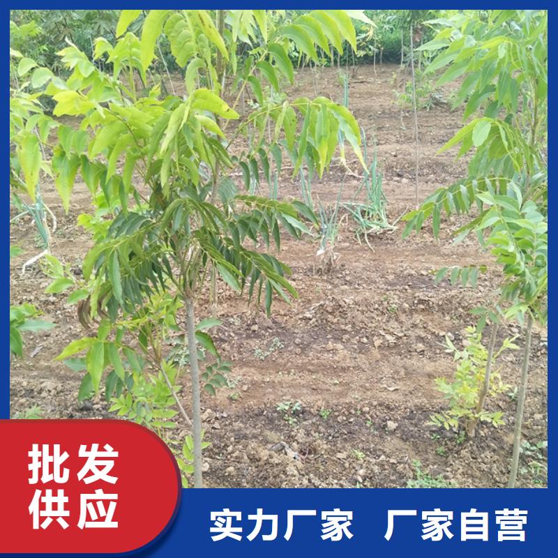 碧根果_梨树苗质量层层把关