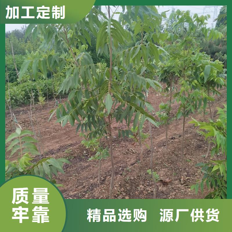 碧根果蘋果苗來圖定制