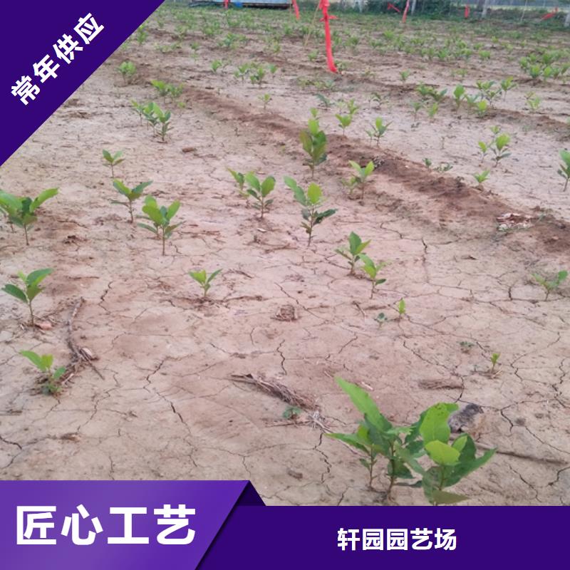 【碧根果藍莓苗質(zhì)量安全可靠】