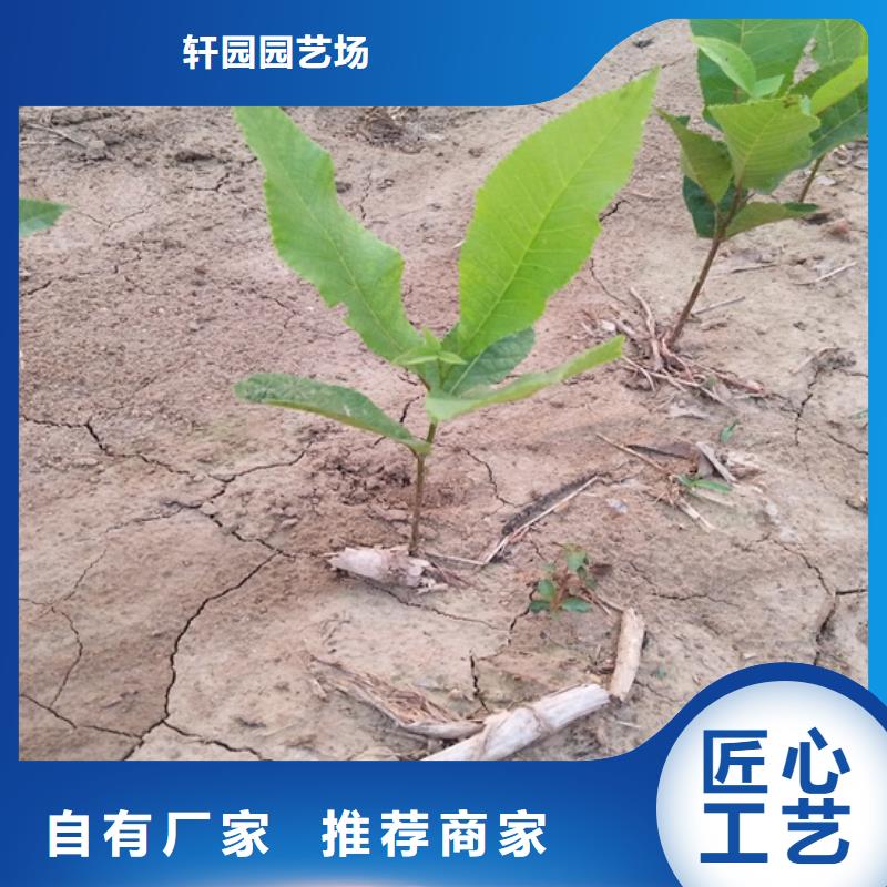 碧根果_梨树苗质量层层把关