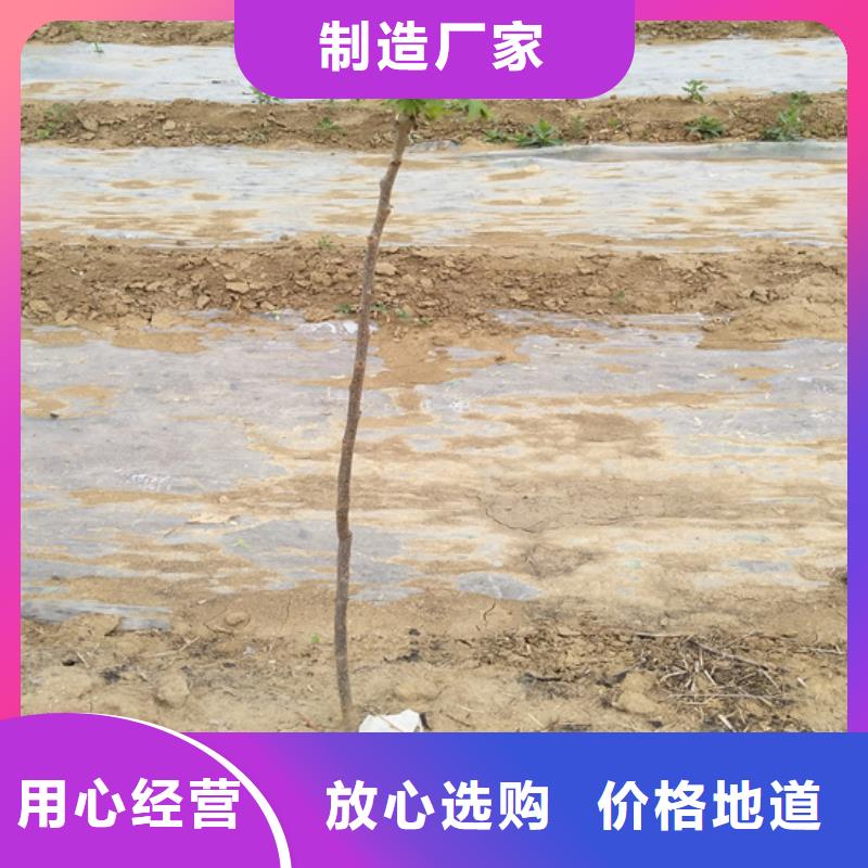 碧根果石榴苗量大更優惠