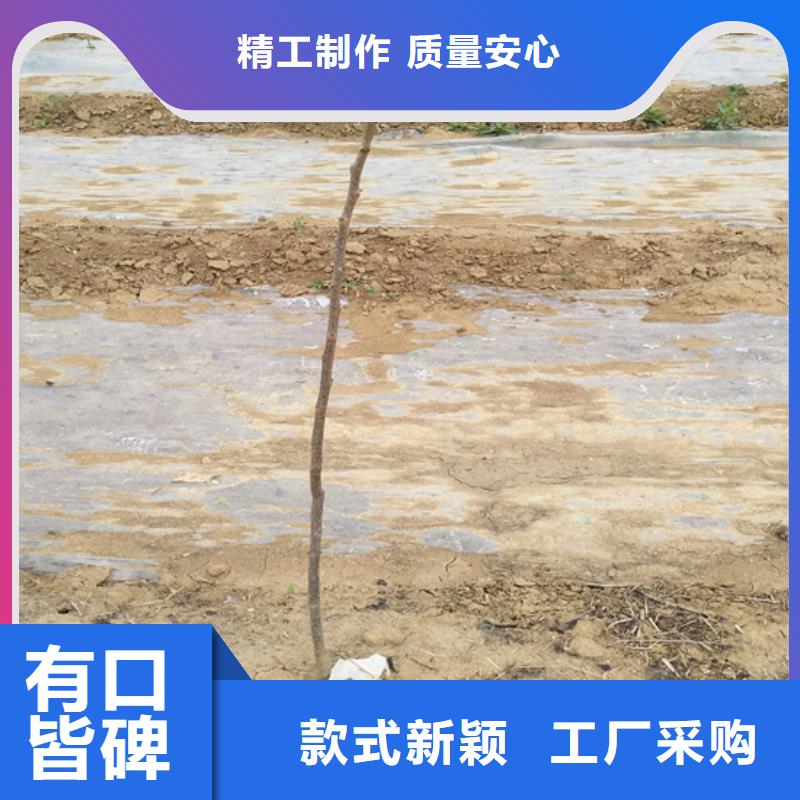 碧根果石榴樹多種場景適用