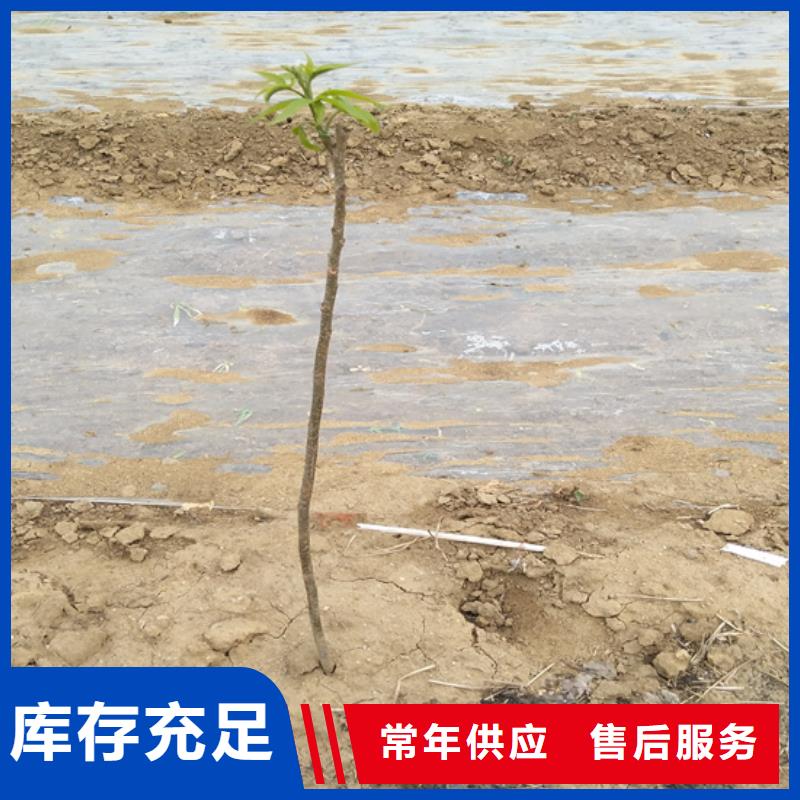 碧根果桃樹苗質量好