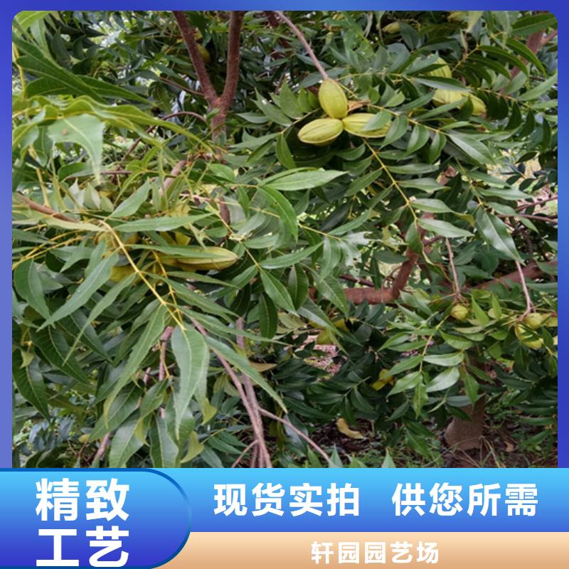 碧根果_梨树苗质量层层把关