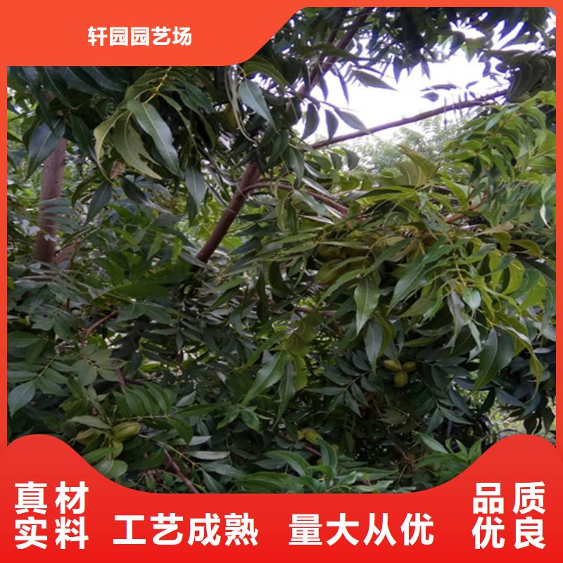 碧根果櫻桃苗適用場景