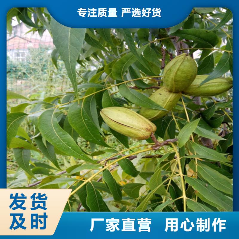 碧根果【苹果苗】联系厂家