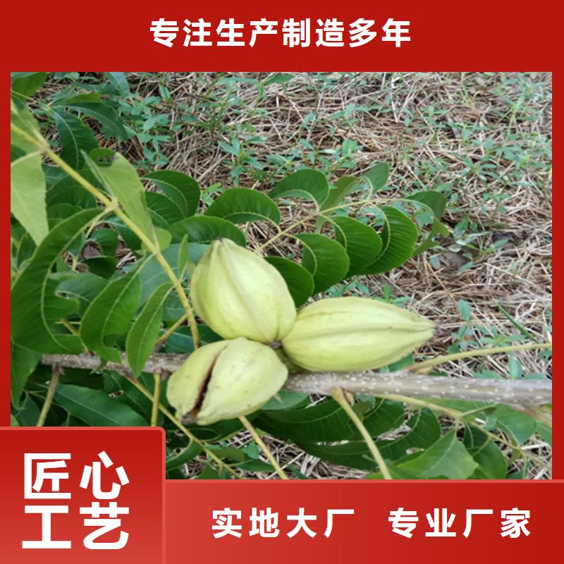 【碧根果藍莓苗質(zhì)量安全可靠】