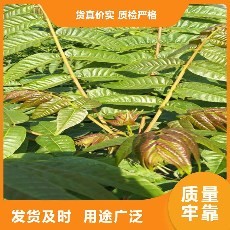 香椿梨樹苗實力工廠