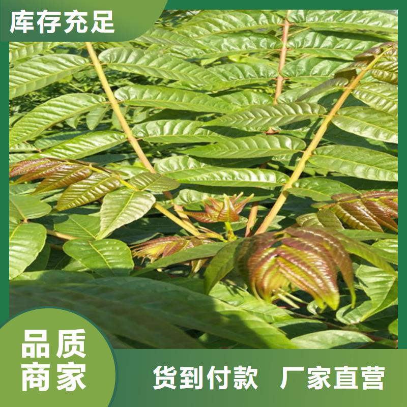 香椿梨樹(shù)苗海量現(xiàn)貨直銷