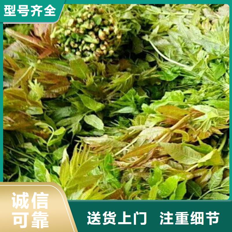 香椿_梨樹苗保障產品質量