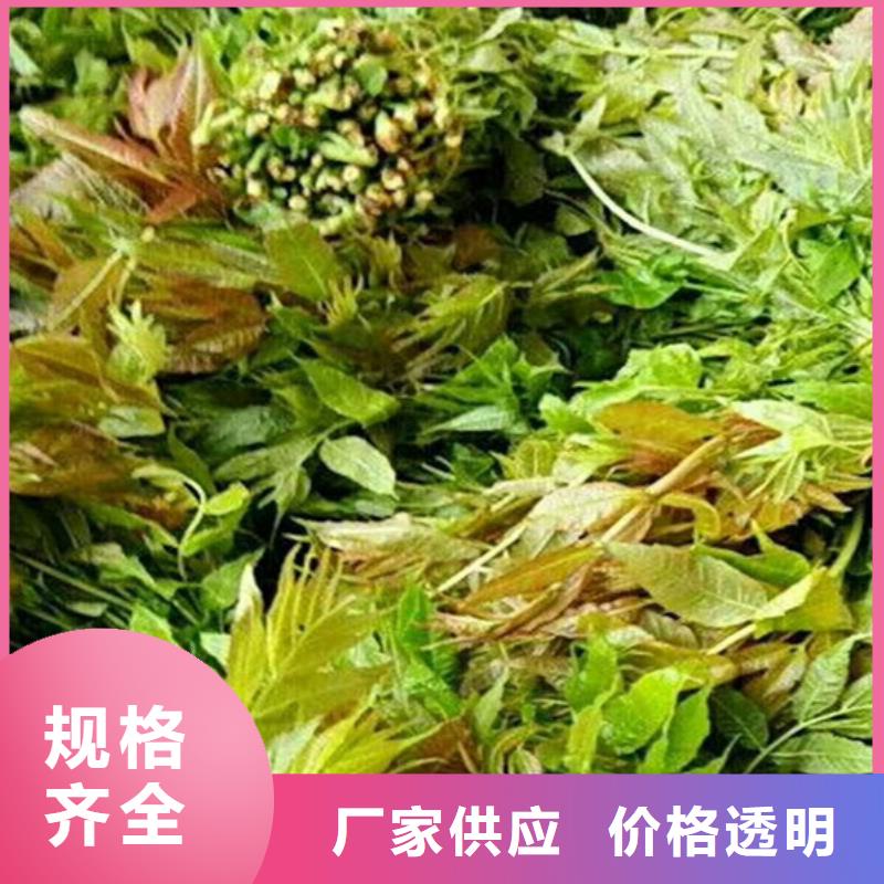 香椿無花果苗好產品有口碑