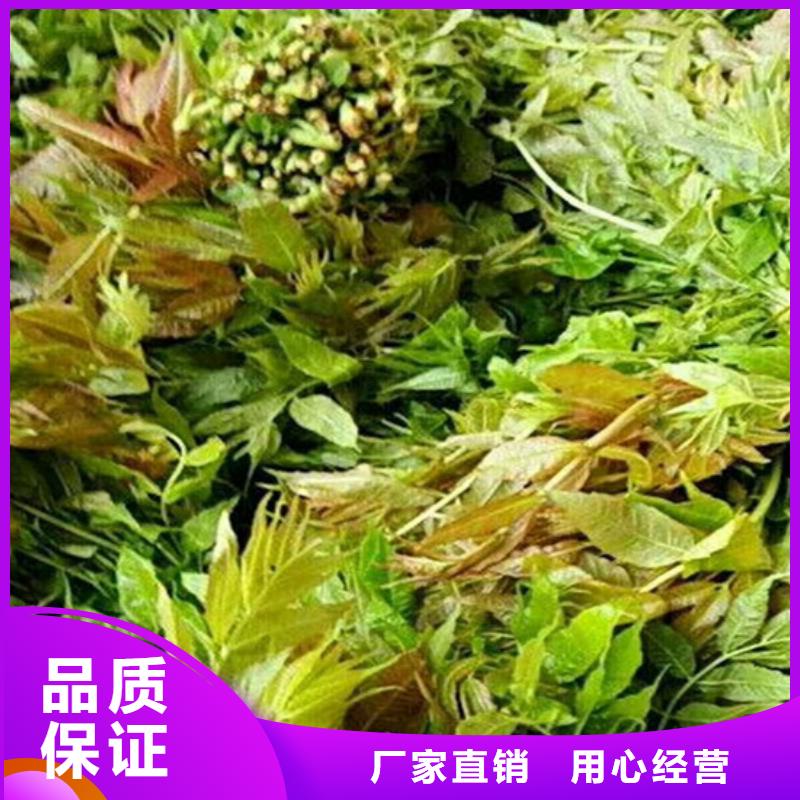 香椿梨樹苗實力工廠