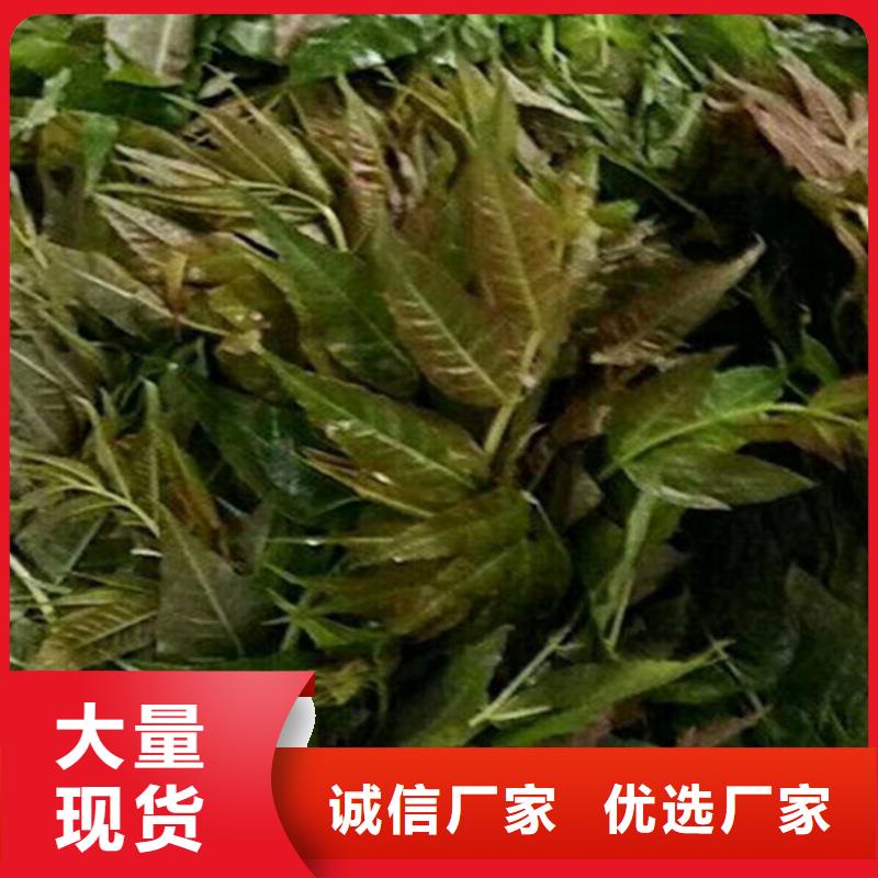 香椿_蘋果苗質量好