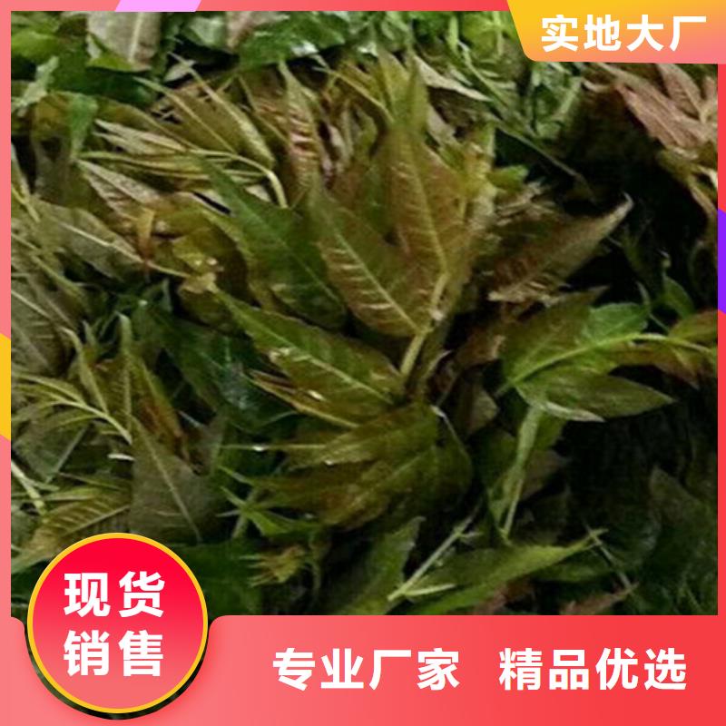 香椿梨樹(shù)苗海量現(xiàn)貨直銷