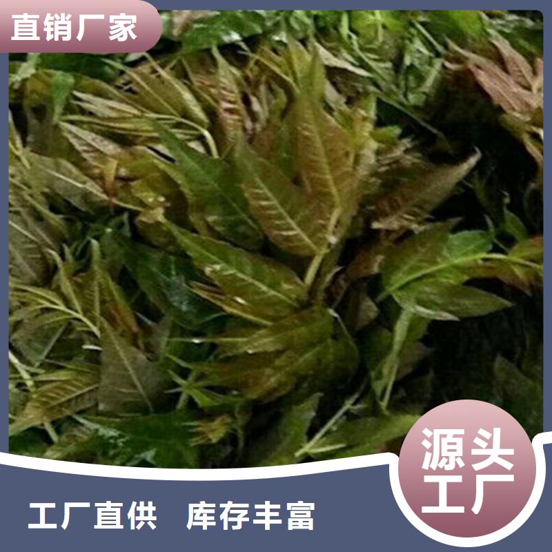 香椿_花椒苗定制不額外收費