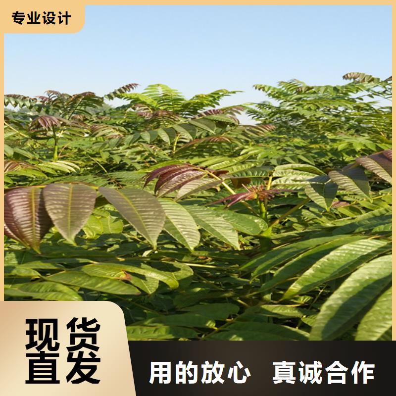 香椿紅顏草莓貨源穩定