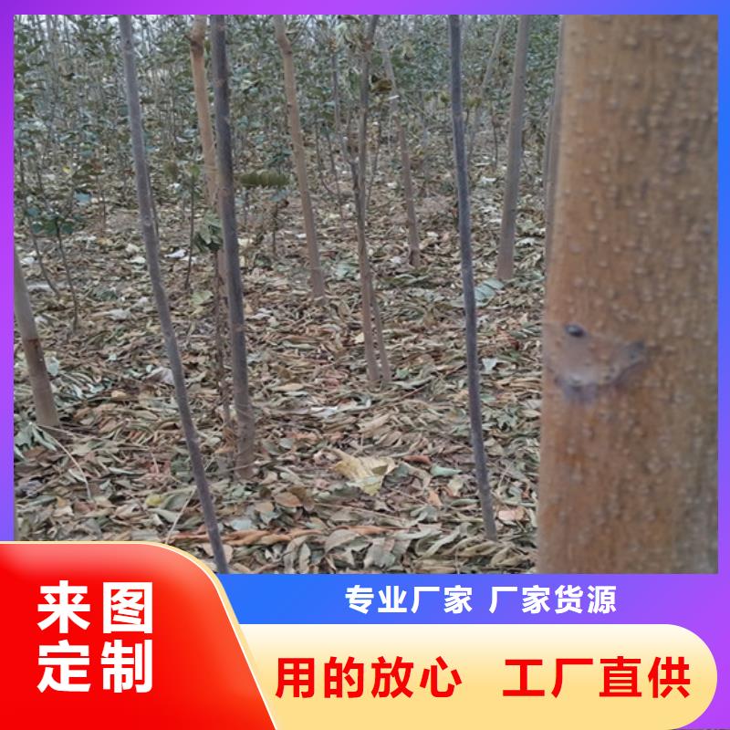 香椿蓝莓苗值得买