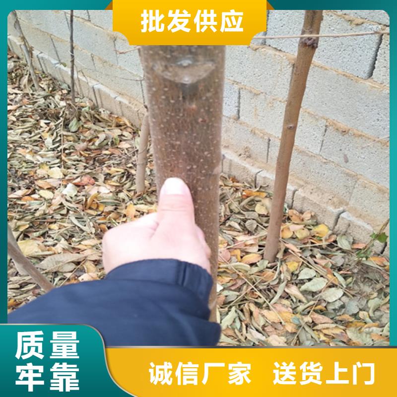 香椿_梨樹苗正規廠家