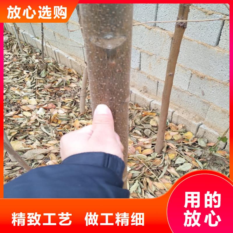 香椿,【櫻桃苗】工廠批發