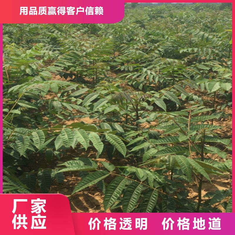 香椿【藍莓苗】用品質贏得客戶信賴