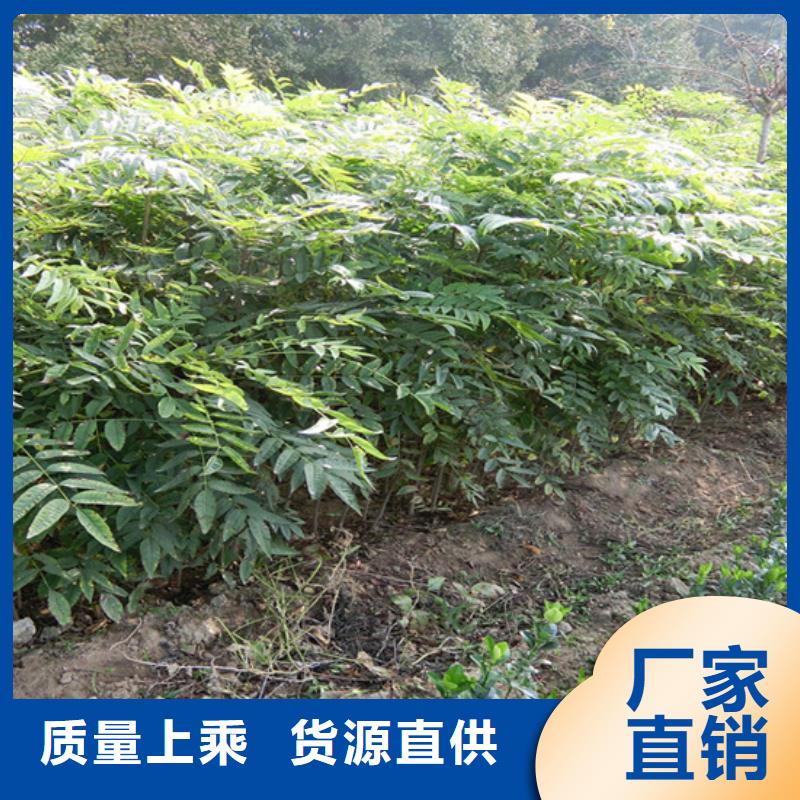 香椿藍莓苗值得買