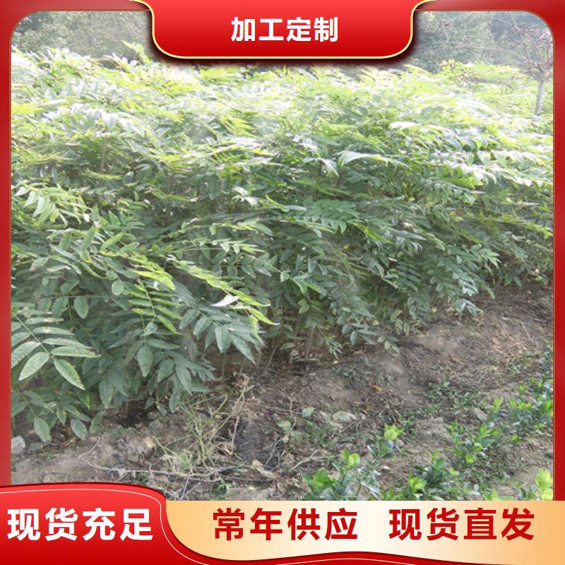 【香椿】【藍莓苗】大量現貨供應